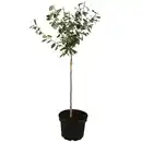 Bild 1 von naturtalent by toom Naturtalent by toom® Bio-Terrassen-Obststämmchen 23 cm Topf