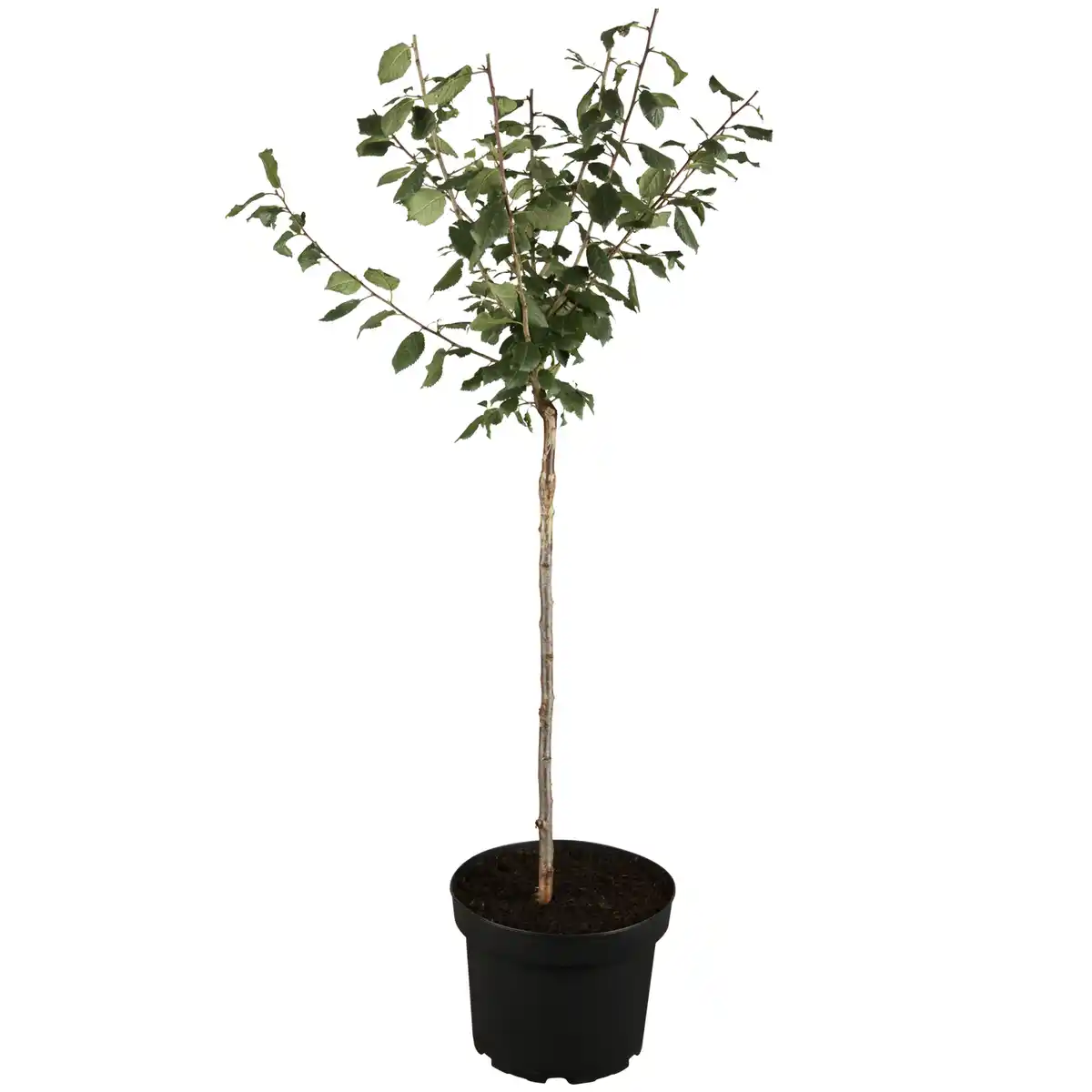 Bild 1 von naturtalent by toom Naturtalent by toom® Bio-Terrassen-Obststämmchen 23 cm Topf