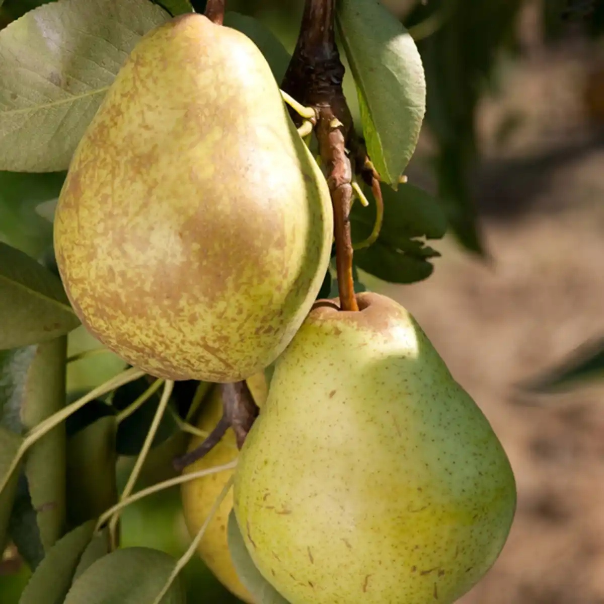 Bild 1 von naturtalent by toom Naturtalent by toom® Bio Zwergbirne 'Zwergenstar' 23 cm Topf