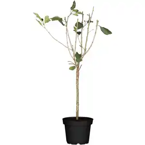 naturtalent by toom Naturtalent by toom® Bio-Zwerg-Sauerkirsche 'Griotella' 23 cm Topf
