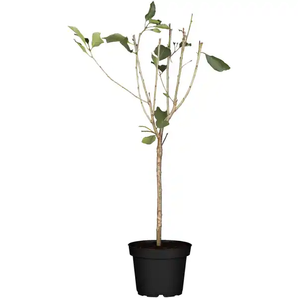 Bild 1 von naturtalent by toom Naturtalent by toom® Bio-Zwerg-Sauerkirsche 'Griotella' 23 cm Topf