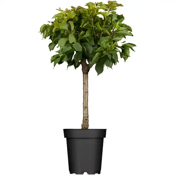 Bild 1 von naturtalent by toom Naturtalent by toom® Bio-Zwergaprikose 23 cm Topf