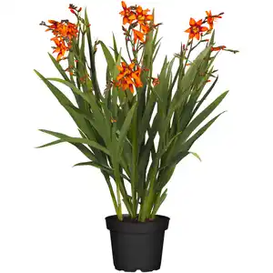 toom Montbretie verschiedene Farben 19 cm Topf