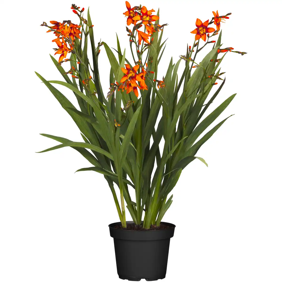 Bild 1 von toom Montbretie verschiedene Farben 19 cm Topf