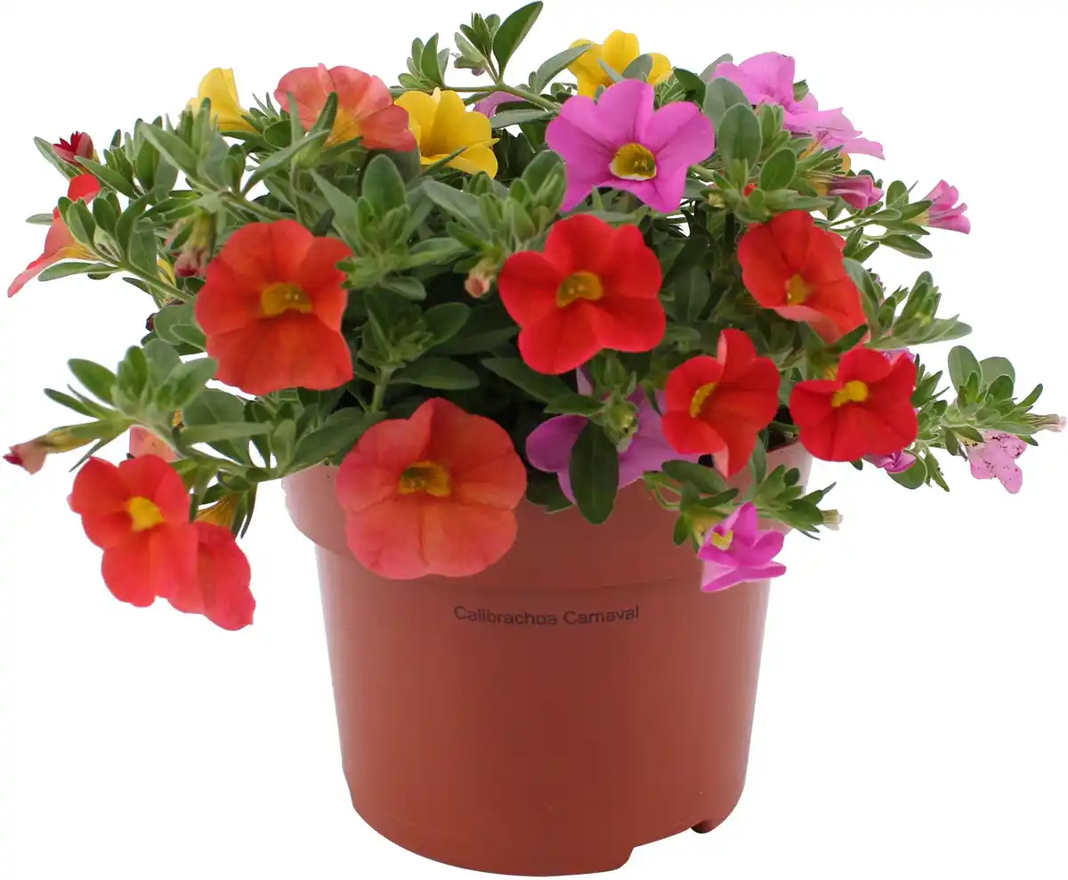 Bild 1 von Zauberglöckchen Petunie Trio Calibrachoa Calipetite 13 cm Topf