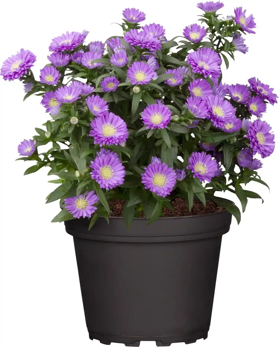 Bild 1 von Aster Mystery Lady 12 cm Topf