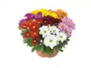 Bild 1 von Chrysanthemen mehrfarbig
