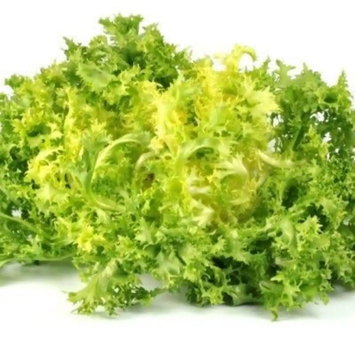 Bild 1 von Bio Sweet crisp frisee grün 6er- Schale