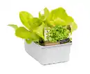 Bild 1 von Kopfsalat Lactuca sativa 6er Schale