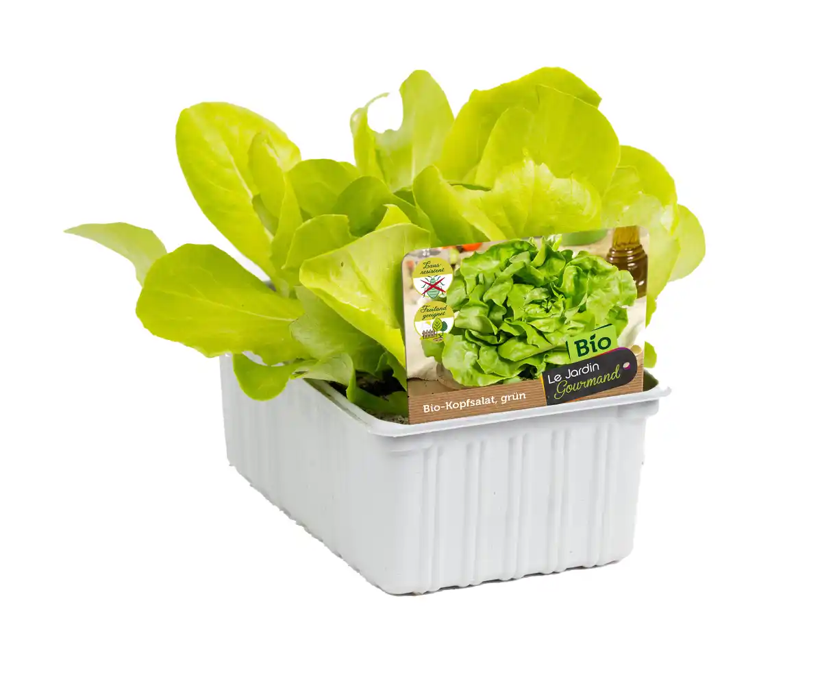 Bild 1 von Kopfsalat Lactuca sativa 6er Schale