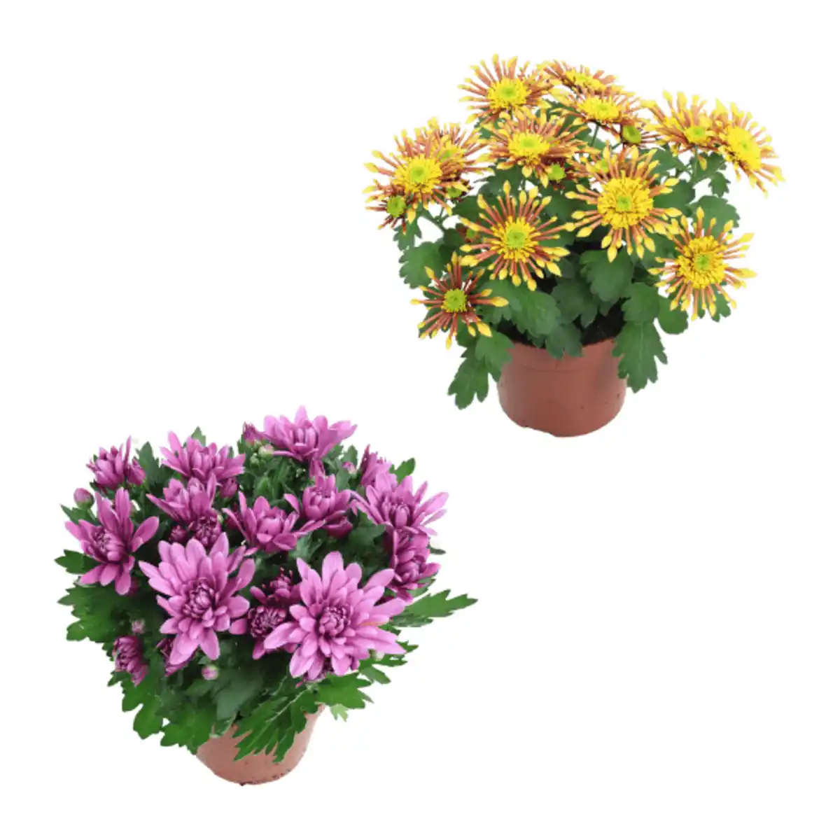 Bild 1 von GARDENLINE Chrysantheme