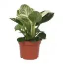 Bild 4 von GARDENLINE Premium-Grünpflanze