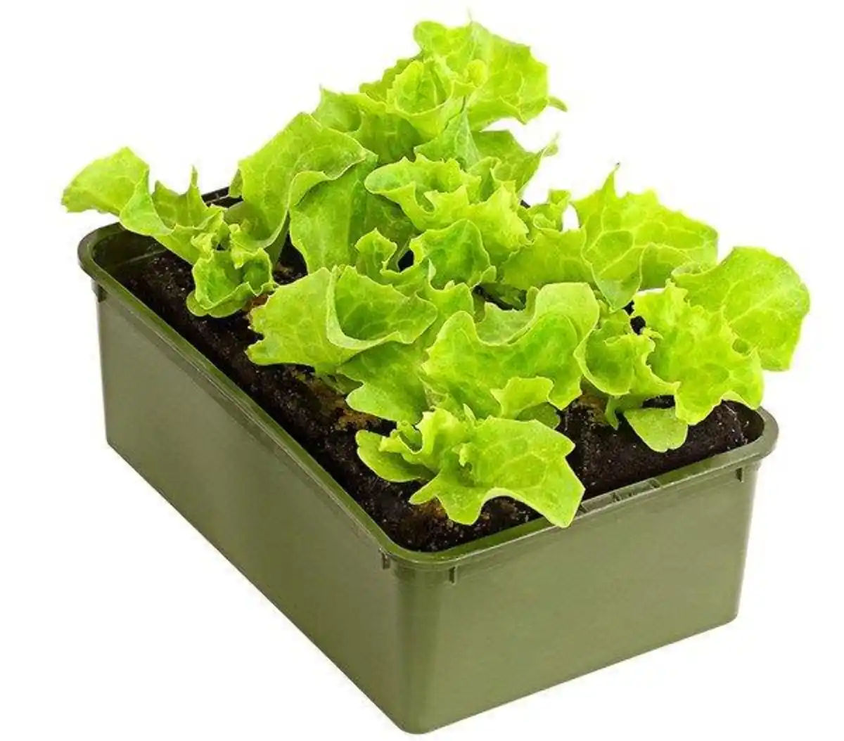 Bild 1 von Lollo Bionda Lactuca sativa var. Crispa 6er Schale