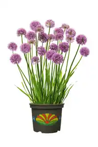 Allium Zierlauch 30 - 40 cm 5 L Container