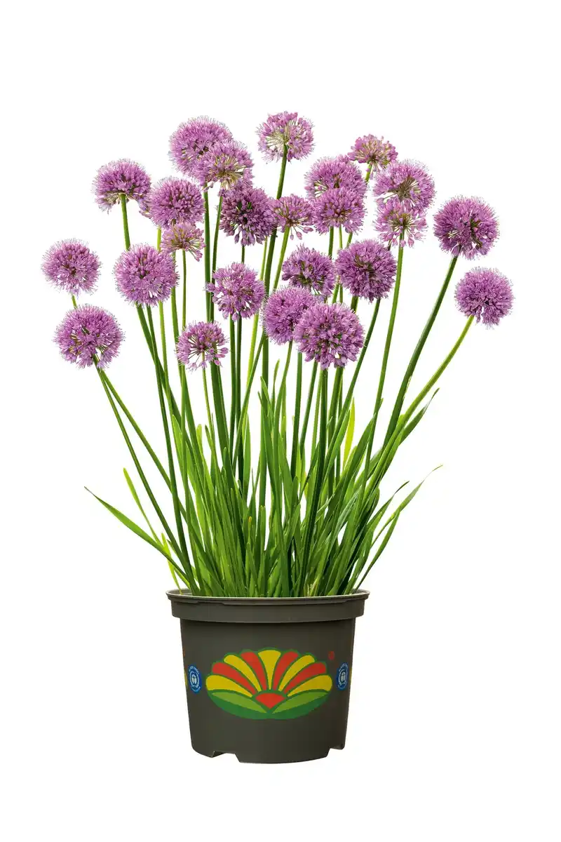 Bild 1 von Allium Zierlauch 30 - 40 cm 5 L Container