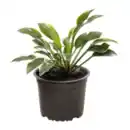 Bild 3 von GARDENLINE Hosta-Mix