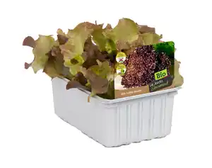 Lollo Rossa Lactuca sativa var. Crispa 6er Schale