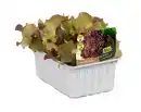 Bild 1 von Lollo Rossa Lactuca sativa var. Crispa 6er Schale