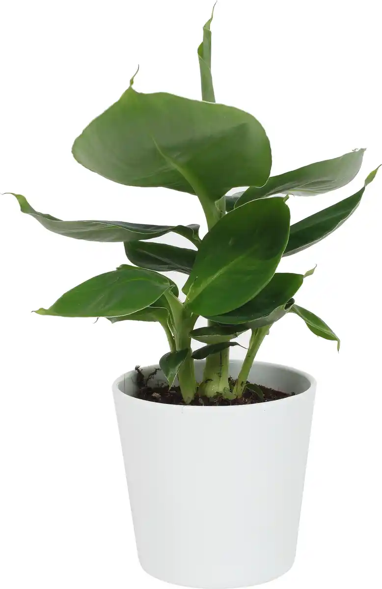 Bild 1 von Grünpflanzen inklusive Keramik 12 cm Übertopf