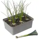 Bild 1 von Bio Gemüse Poree Lauch 6er-Schale