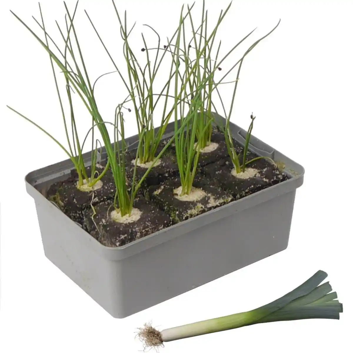 Bild 1 von Bio Gemüse Poree Lauch 6er-Schale