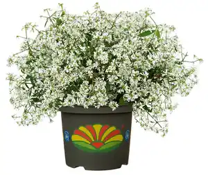 Euphorbia Zauberschnee H 30 cm 5 L Container weiĂź