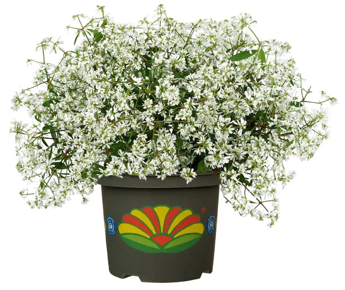 Bild 1 von Euphorbia Zauberschnee H 30 cm 5 L Container weiß