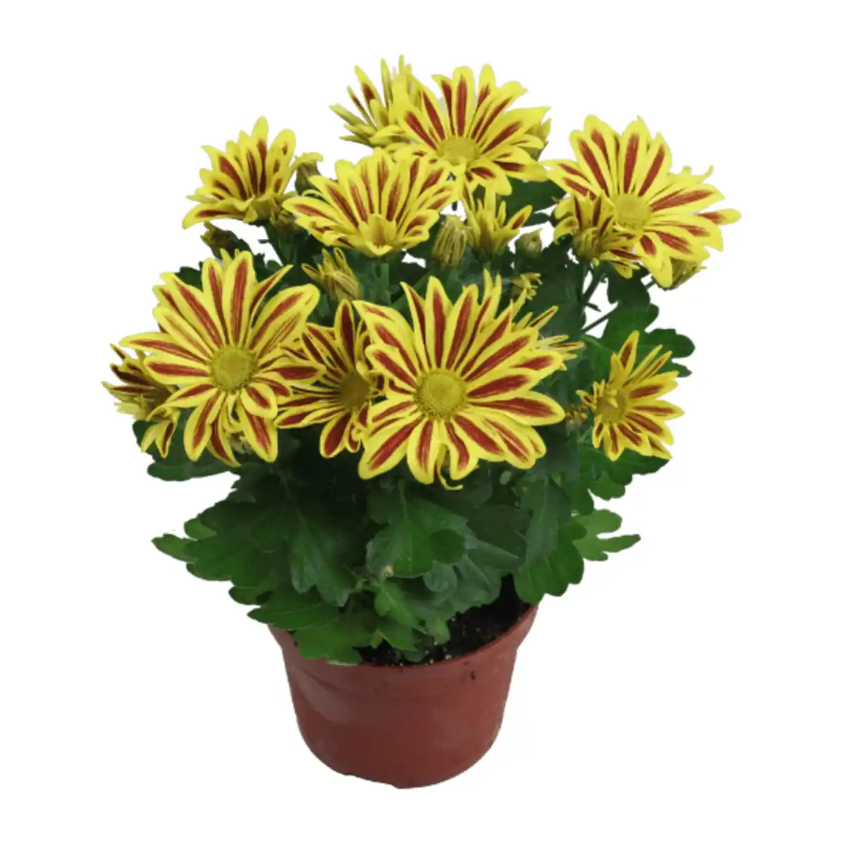Bild 3 von GARDENLINE Chrysantheme