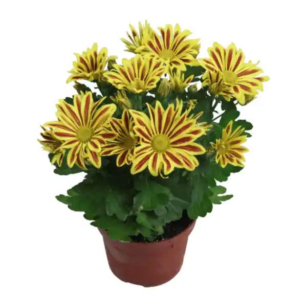 Bild 3 von GARDENLINE Chrysantheme