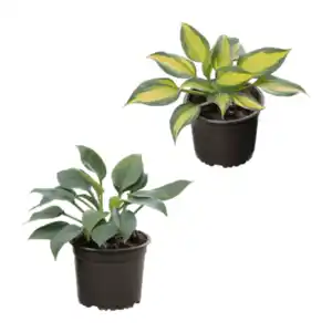 GARDENLINE Hosta-Mix