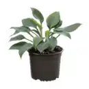 Bild 2 von GARDENLINE Hosta-Mix