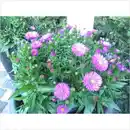 Bild 2 von Aster