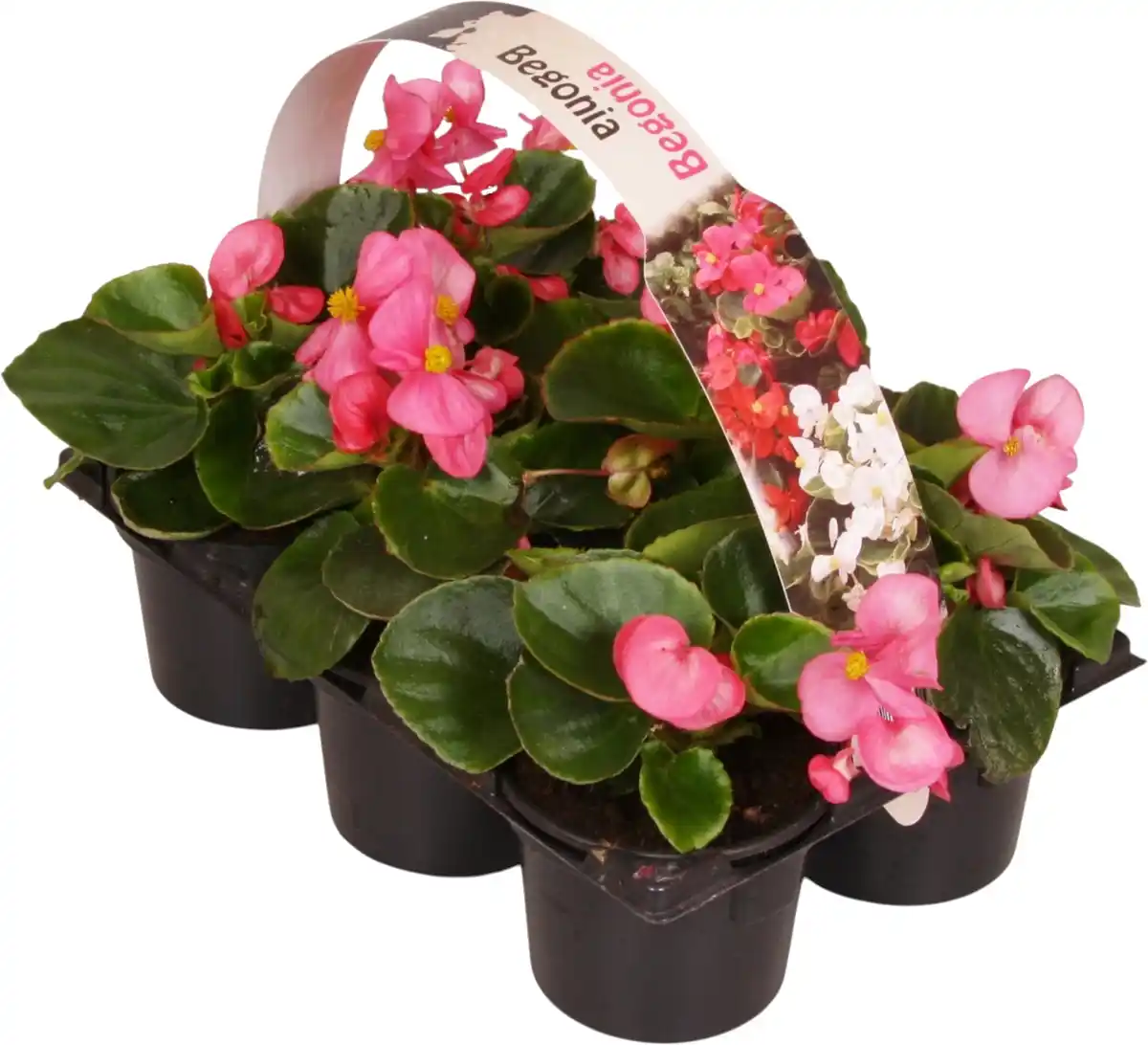 Bild 1 von Beet- und Balkonpflanzen 6er Pack