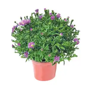 Aster
