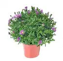 Bild 1 von Aster