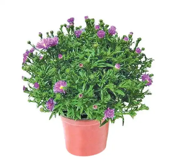 Bild 1 von Aster