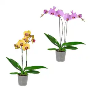 GARDENLINE Phalaenopsis