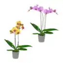 Bild 1 von GARDENLINE Phalaenopsis
