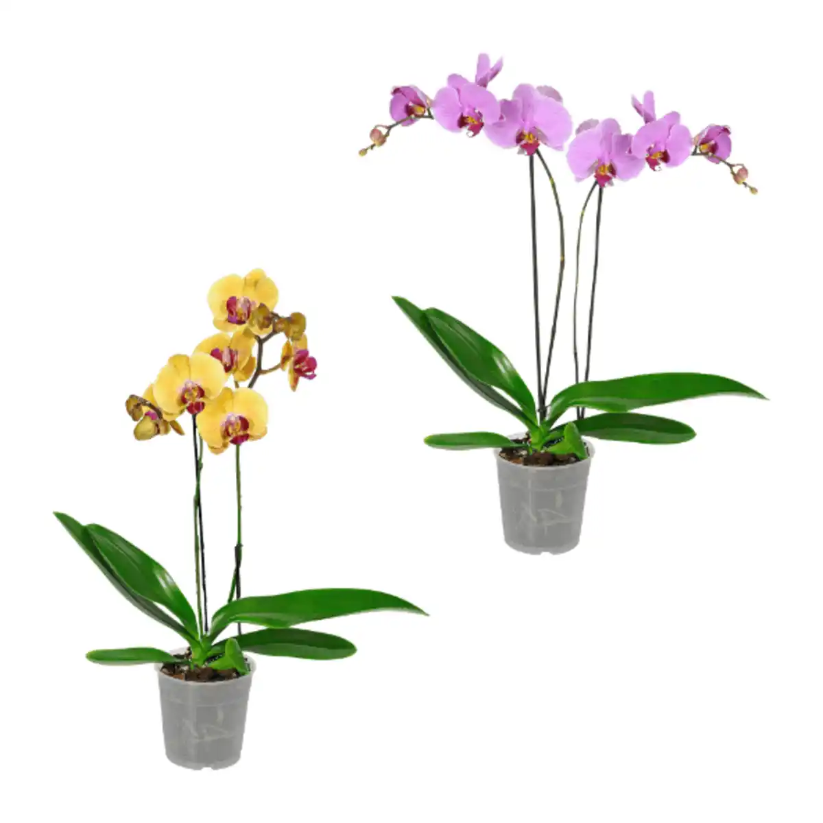 Bild 1 von GARDENLINE Phalaenopsis