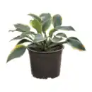 Bild 4 von GARDENLINE Hosta-Mix
