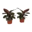 Bild 3 von GARDENLINE Premium-Grünpflanze
