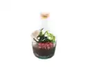 Bild 1 von Pflanzen-Terrarium