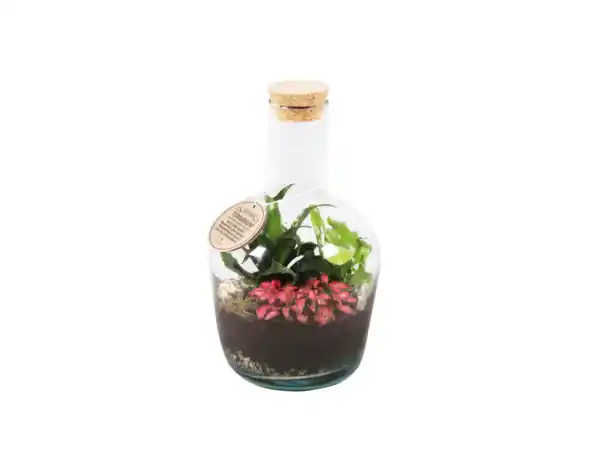 Bild 1 von Pflanzen-Terrarium