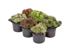 Sempervivum