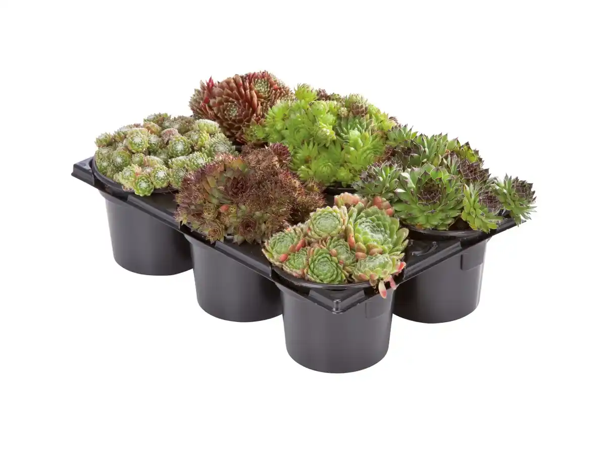 Bild 1 von Sempervivum