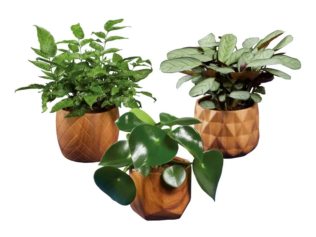 Bild 1 von Grünpflanze in Holzoptik-Keramik