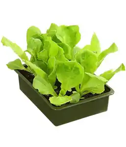 Salatpflanze Cichorium endivia Endivien 6er Schale