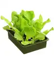 Bild 1 von Salatpflanze Cichorium endivia Endivien 6er Schale