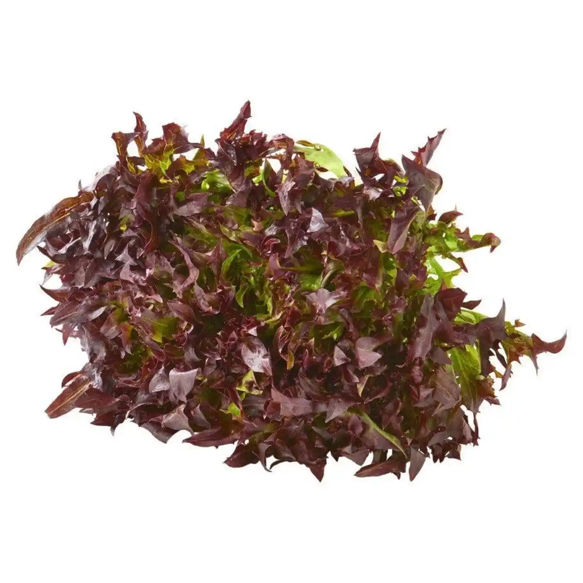 Bild 1 von Bio Sweet crisp frisee rot 6er- Schale