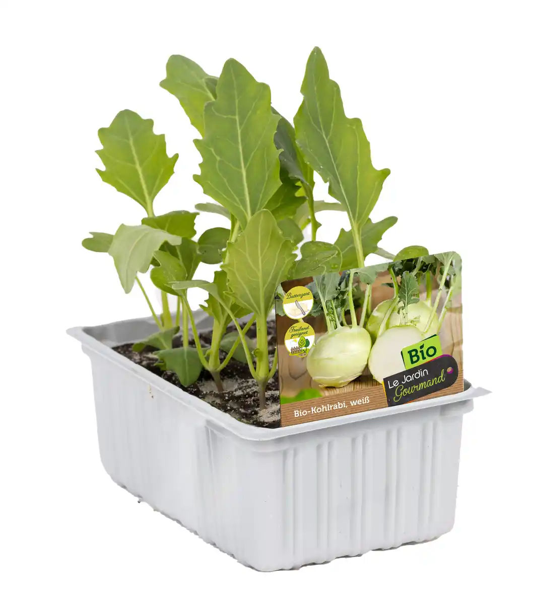 Bild 1 von Kohlrabi weiß Brassica oleracea 6 er Schale